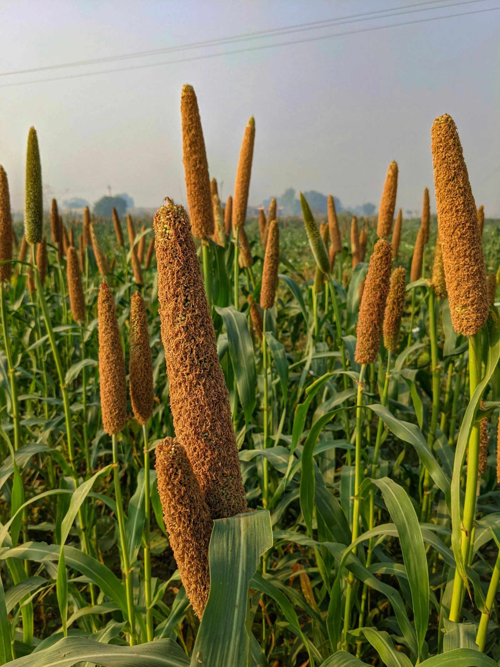 Sprouted Pearl Millet Flour - Image 3