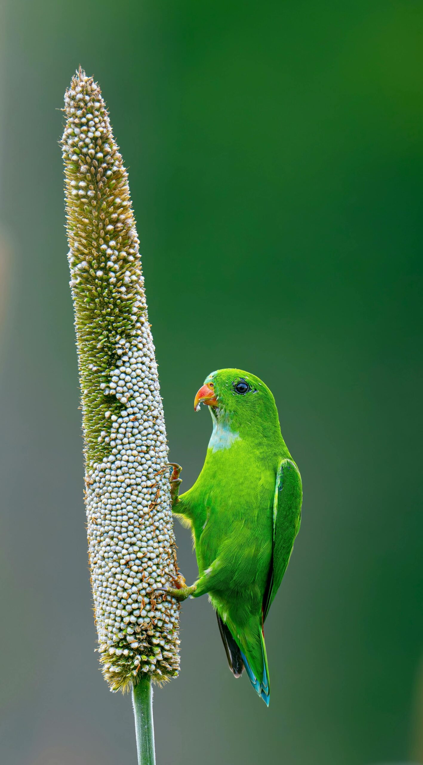 Sprouted Pearl Millet Flour - Image 2