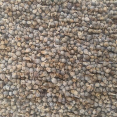 Sprouted Pearl Millet Flour