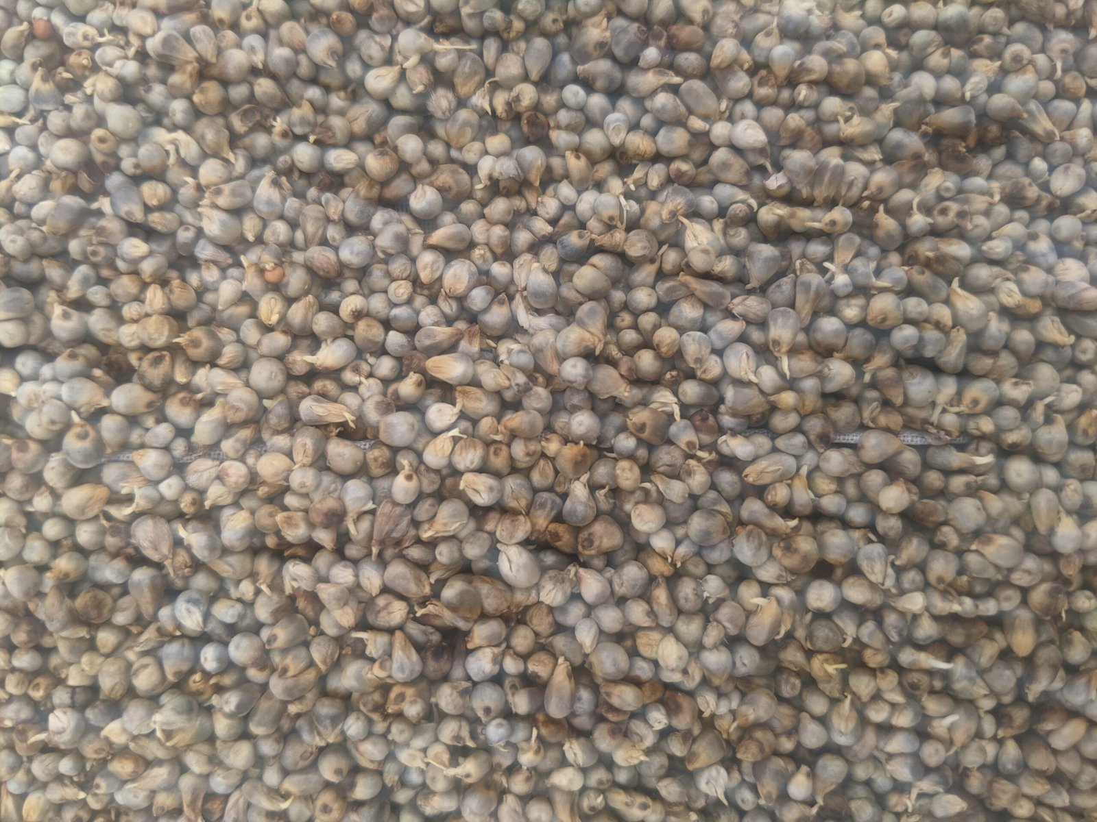 Sprouted Pearl Millet Flour