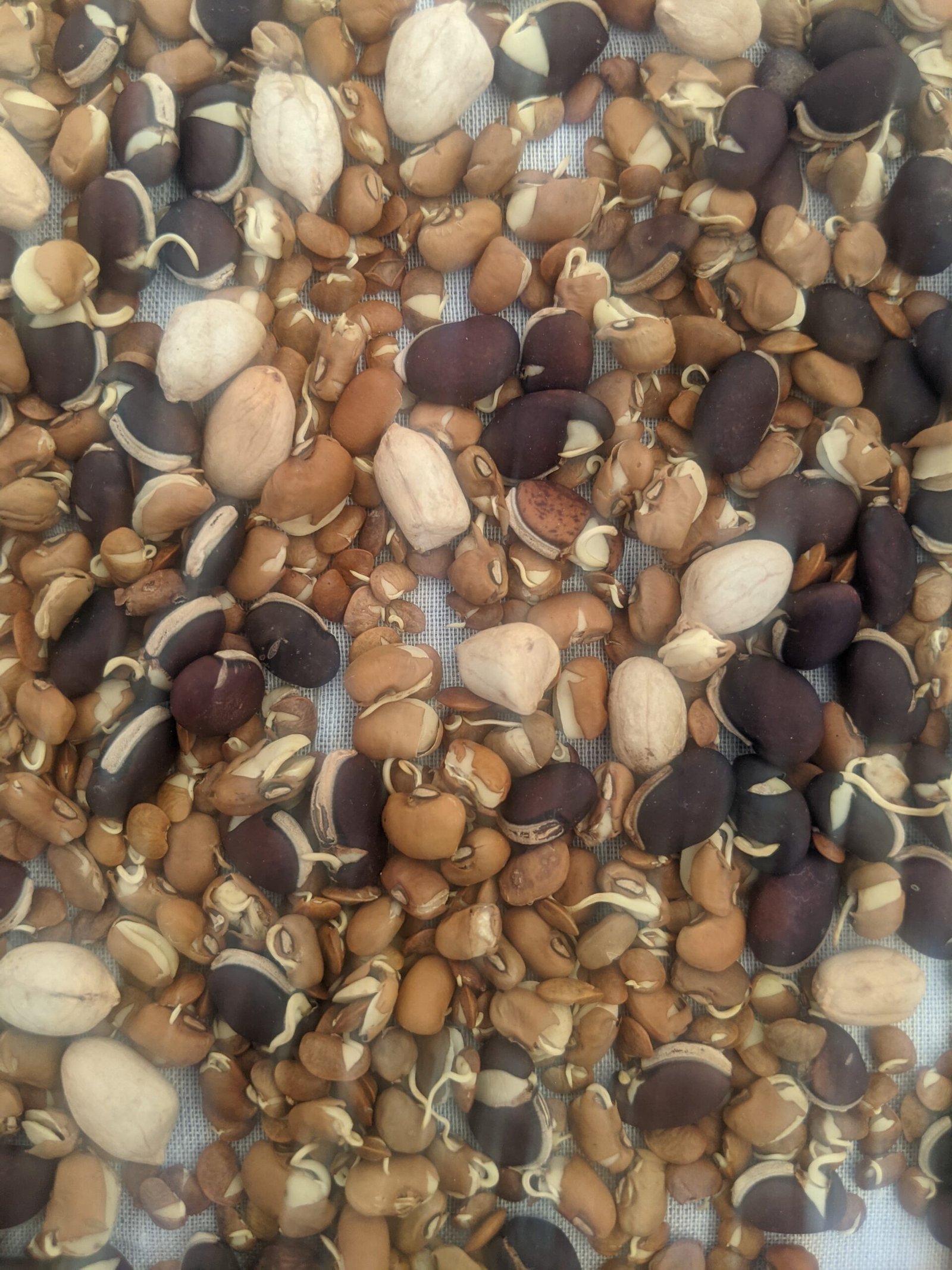 Sprouted Health Mix Flour