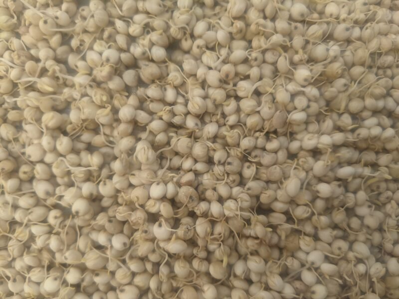 Sprouted Sorghum Millet Flour