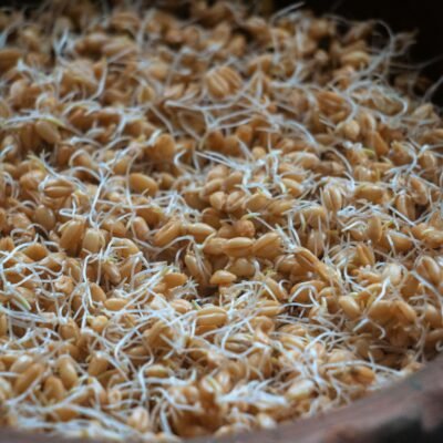 Sprouted Wheat Flour